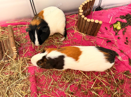 2 boar guinea pigs