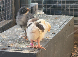 orpington chicks