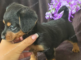 (Dorkie  )  dachshund x Yorkshire terrier