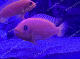 Complete Malawi Cichlid Colony - 17 Adult Fish + ~80 Fry