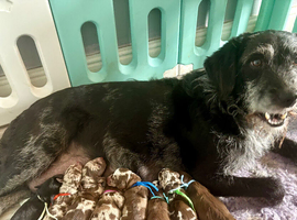Rare tri Merle mini labradoodles