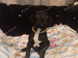 Rare Chinese Red Dog Cross Puppies - Both Parents Seen