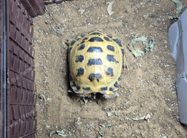 Tortoise and enclosure