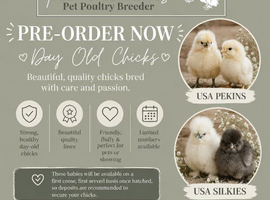Preorder Chicks