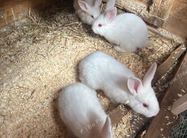 Newland white babies