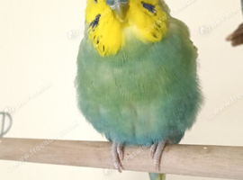 Beautiful 1&frac12;-Year-Old Male Budgie - Looking for a Loving Forever Home