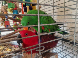 Wonderful Breeding Pair of Eclectus Parrots with a 2 day old chick for Sale