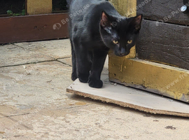 Girl black kitten