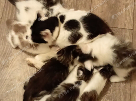 3 cute boys and 3 cute girls