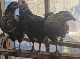 Pied suffolk hens