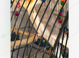 Male grey and female white cockatiel pair