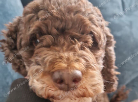 Rehoming my beautiful cockerpoo