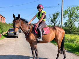 Smart chunky 4yr Irish bay gelding TB 16hh
