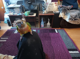 HandReared.Conure.