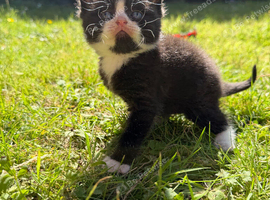 BSH mixed breed kittens