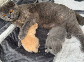 British Shorthair Kittens