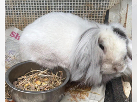 Lop eared rabbit