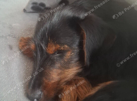 7mth old dachshund cross pup (Dorkie) for sale
