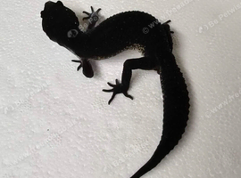 Pure line black night male