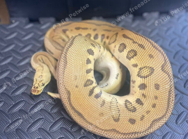 Pastel Batman female proven