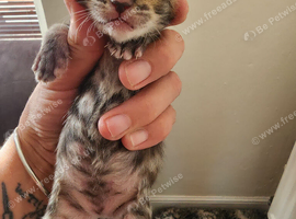5 stunning kittens
