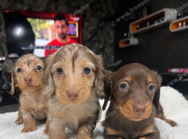 Longhair Dachshunds Chocolate & Dapple