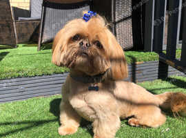 Banjo shih tzu stud