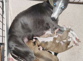 Beautiful whipped pups