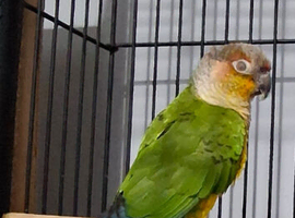 Green chick conure
