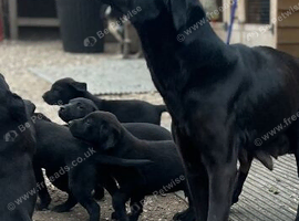 Labrador puppies for sale