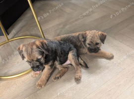 Beautiful border terrier pups