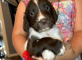 Gorgeous English Springer Spaniel Puppies 2x boys left