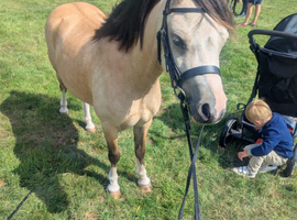 Stunning lead rein pony