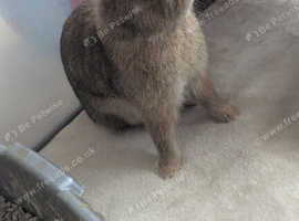 Beautiful Netherland dwarf bunnies