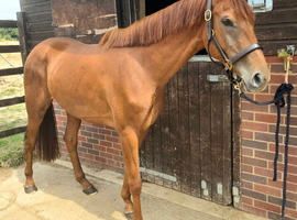 Lovely Sports Horse filly with lovely breedlines