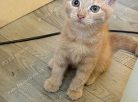 Ginger boy