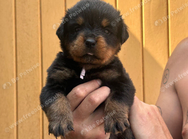 Chunky traditional Rottweiler pups