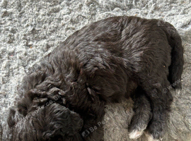 Bedlington pedigree (blue )