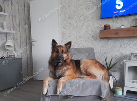 3 year old German Shepherd male