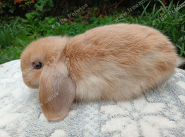 Stunning mini lop make baby rabbits RTR