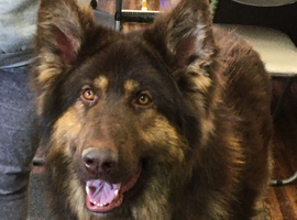 German Shepherd at stud. Kennel Club registered. Liver and Tan.