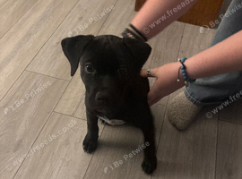 Beautiful Lab x Staff puppy