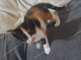Two female kittens