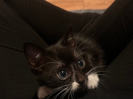 Last kitten - born 1st March