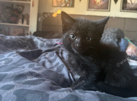 2 GORGEOUS FEMALE KITTENS LOOKING FOR THEIR FOREVER HOMES