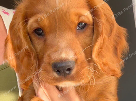 Beautiful Sprocker Spaniel puppies from loving family home.