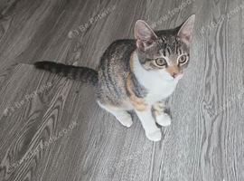 Stunning 4 month old kitten