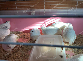 Jumbo quail English whites