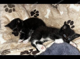 1 tabby, 1 all black, 2 tuxedos