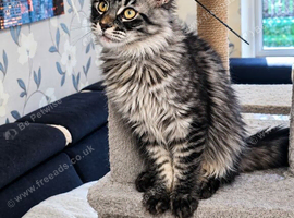 Tested SMA,PK,HCM,Only two left. Maine Coon Kittens